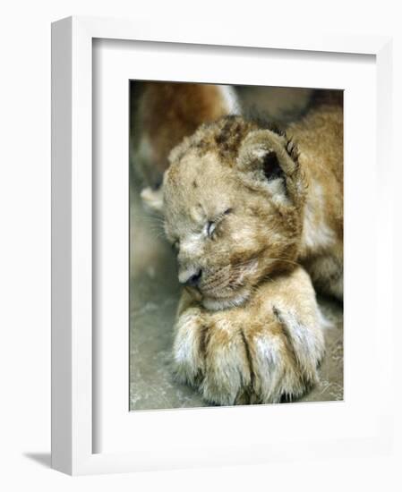 Lion Cub Lays His Head on the Paw of His Mother at Prigen Safari Park in Pasuruan, Indonesia-null-Framed Photographic Print