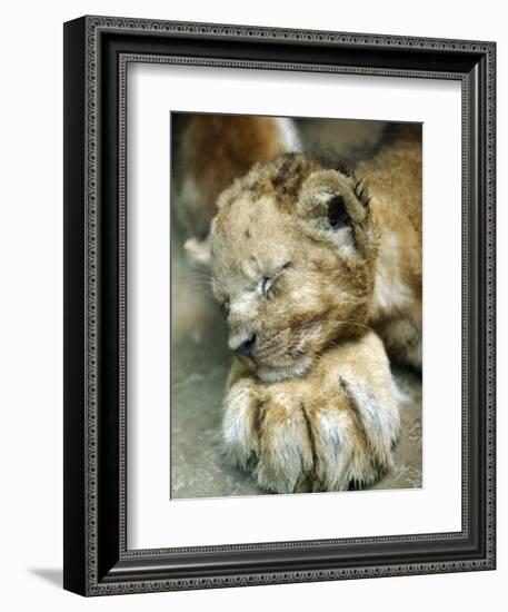 Lion Cub Lays His Head on the Paw of His Mother at Prigen Safari Park in Pasuruan, Indonesia--Framed Photographic Print