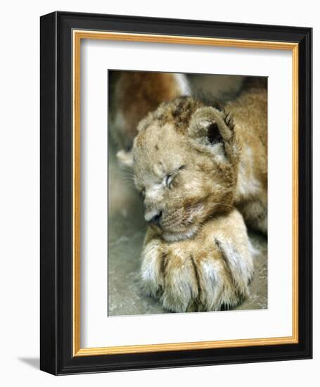 Lion Cub Lays His Head on the Paw of His Mother at Prigen Safari Park in Pasuruan, Indonesia-null-Framed Photographic Print