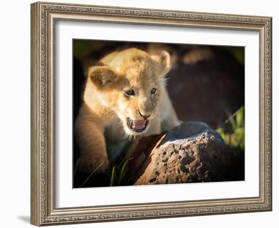 Lion cub, Masai Mara, Kenya, East Africa, Africa-Karen Deakin-Framed Photographic Print