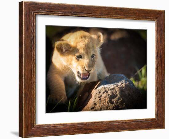 Lion cub, Masai Mara, Kenya, East Africa, Africa-Karen Deakin-Framed Photographic Print