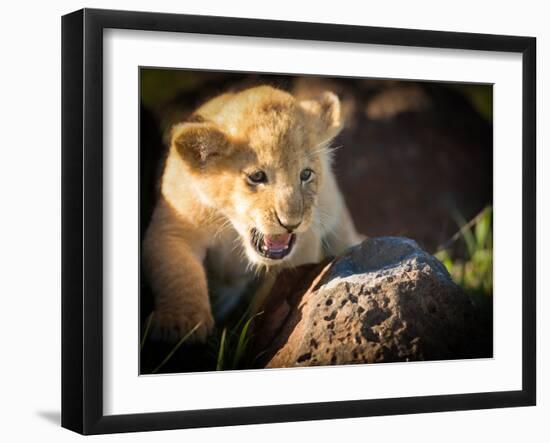 Lion cub, Masai Mara, Kenya, East Africa, Africa-Karen Deakin-Framed Photographic Print