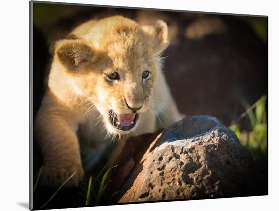 Lion cub, Masai Mara, Kenya, East Africa, Africa-Karen Deakin-Mounted Photographic Print