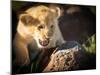 Lion cub, Masai Mara, Kenya, East Africa, Africa-Karen Deakin-Mounted Photographic Print