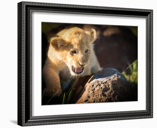 Lion cub, Masai Mara, Kenya, East Africa, Africa-Karen Deakin-Framed Photographic Print