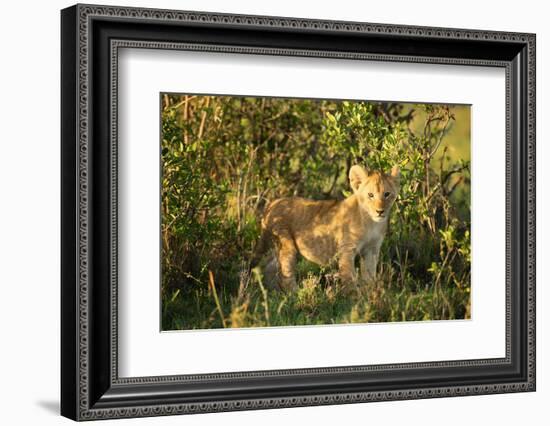 Lion cub, Masai Mara, Kenya, East Africa, Africa-Karen Deakin-Framed Photographic Print