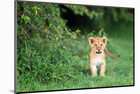 Lion cub, Masai Mara, Kenya, East Africa, Africa-Karen Deakin-Mounted Photographic Print