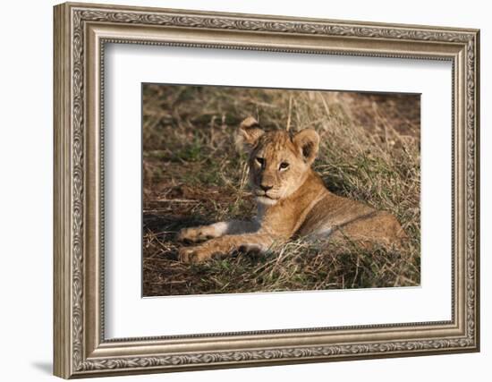 Lion Cub, Masai Mara, Kenya-Sergio Pitamitz-Framed Photographic Print