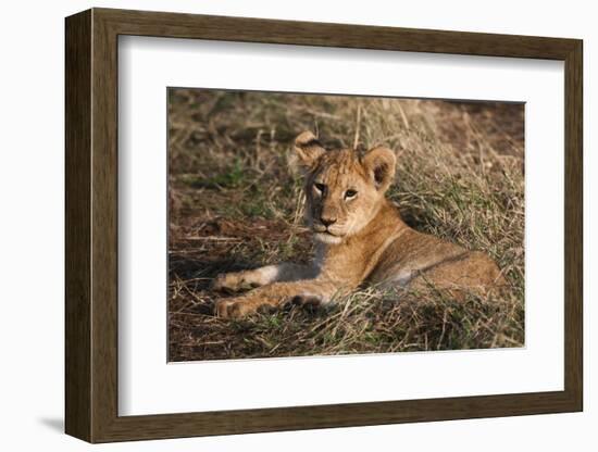 Lion Cub, Masai Mara, Kenya-Sergio Pitamitz-Framed Photographic Print