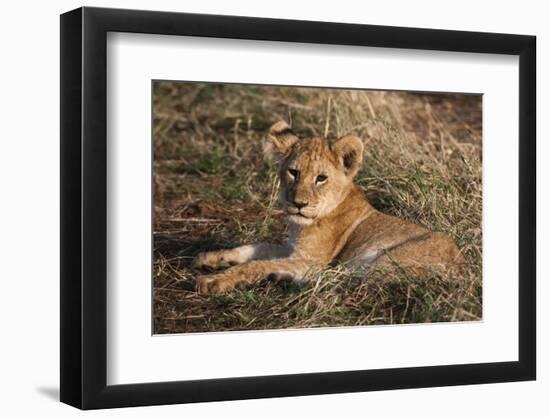 Lion Cub, Masai Mara, Kenya-Sergio Pitamitz-Framed Photographic Print