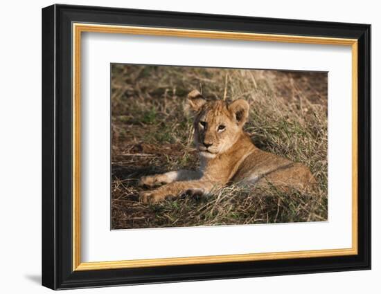 Lion Cub, Masai Mara, Kenya-Sergio Pitamitz-Framed Photographic Print