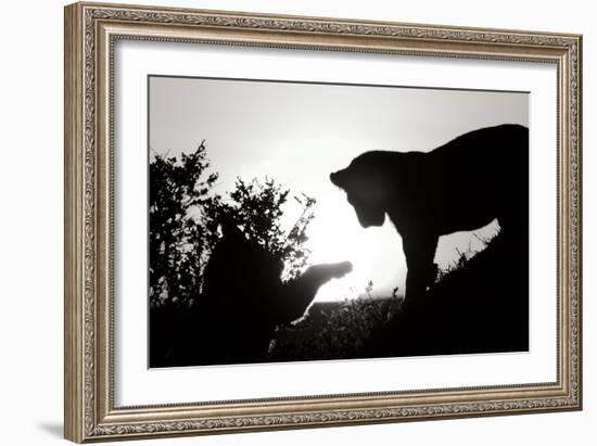 Lion Cub Morning BW-Susann Parker-Framed Photographic Print