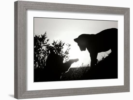 Lion Cub Morning BW-Susann Parker-Framed Photographic Print