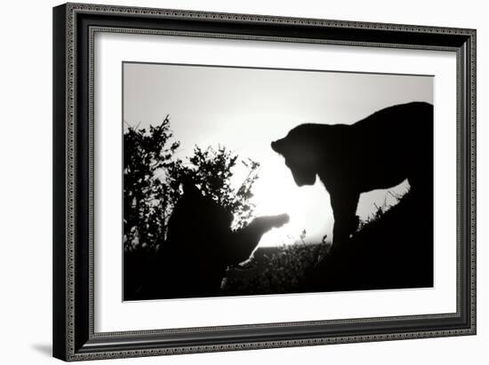 Lion Cub Morning BW-Susann Parker-Framed Photographic Print