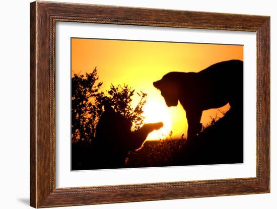 Lion Cub Morning-Susann Parker-Framed Photographic Print