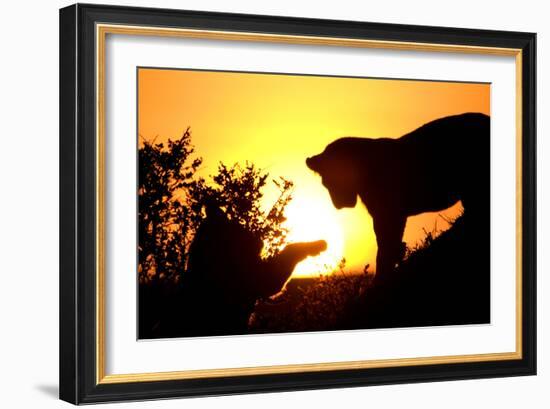 Lion Cub Morning-Susann Parker-Framed Photographic Print