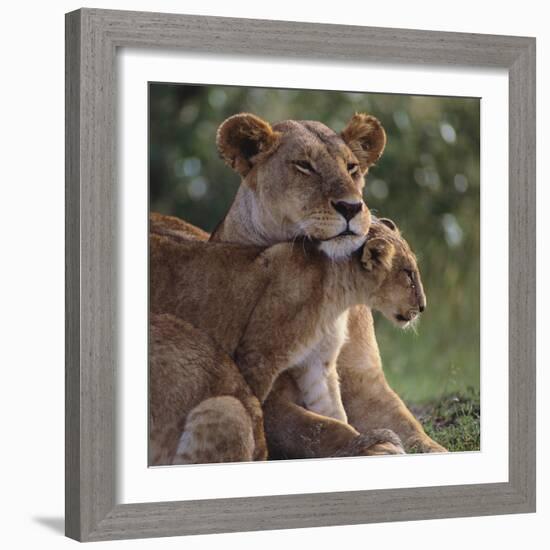 Lion Cub Nuzzling Mother-DLILLC-Framed Photographic Print