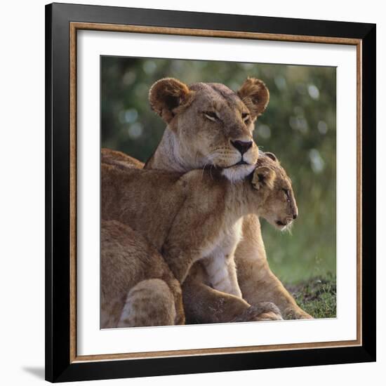 Lion Cub Nuzzling Mother-DLILLC-Framed Photographic Print