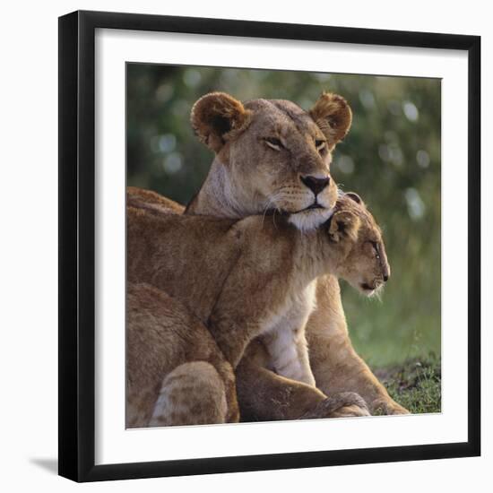 Lion Cub Nuzzling Mother-DLILLC-Framed Photographic Print