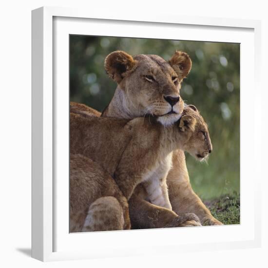 Lion Cub Nuzzling Mother-DLILLC-Framed Photographic Print