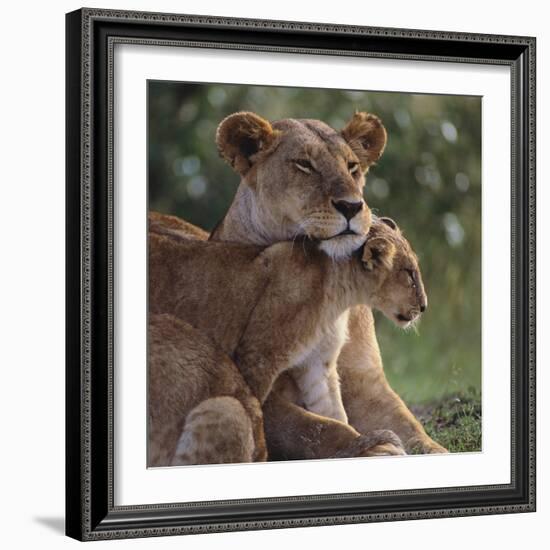 Lion Cub Nuzzling Mother-DLILLC-Framed Photographic Print