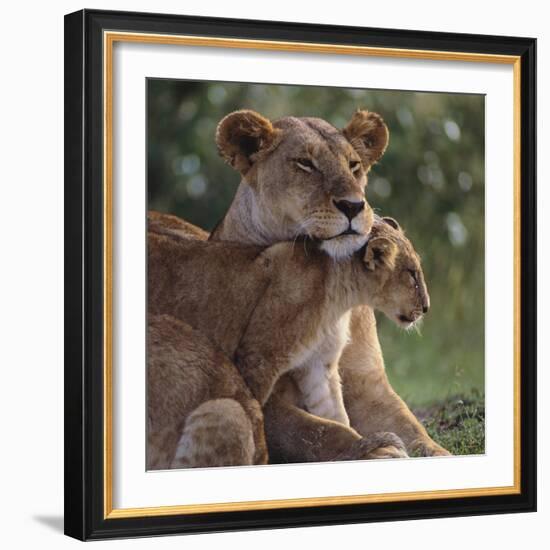 Lion Cub Nuzzling Mother-DLILLC-Framed Photographic Print