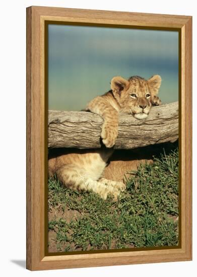 Lion Cub on Log-null-Framed Premier Image Canvas