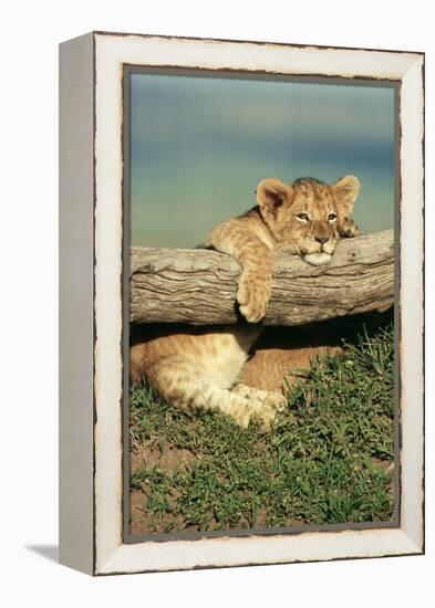 Lion Cub on Log-null-Framed Premier Image Canvas