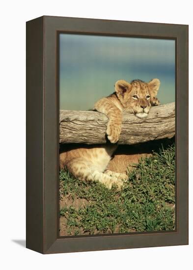 Lion Cub on Log-null-Framed Premier Image Canvas