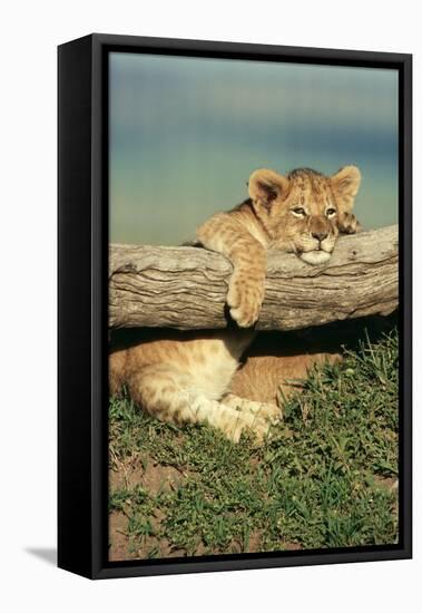 Lion Cub on Log-null-Framed Premier Image Canvas