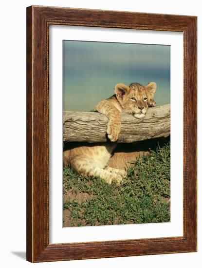 Lion Cub on Log-null-Framed Premium Photographic Print