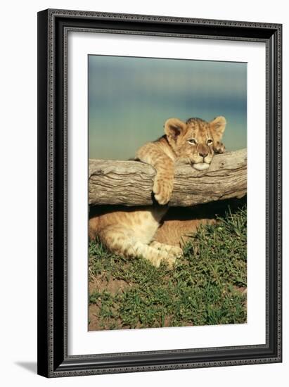 Lion Cub on Log-null-Framed Premium Photographic Print
