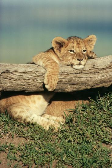 Photographic Print, , large