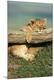 Photographic Print