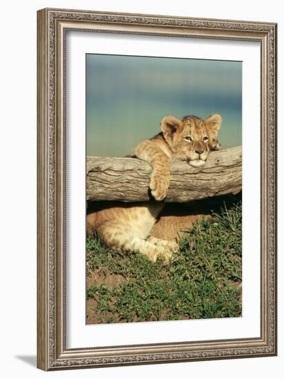 Lion Cub on Log-null-Framed Photographic Print