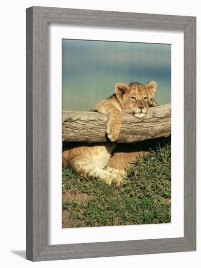 Lion Cub on Log-null-Framed Photographic Print