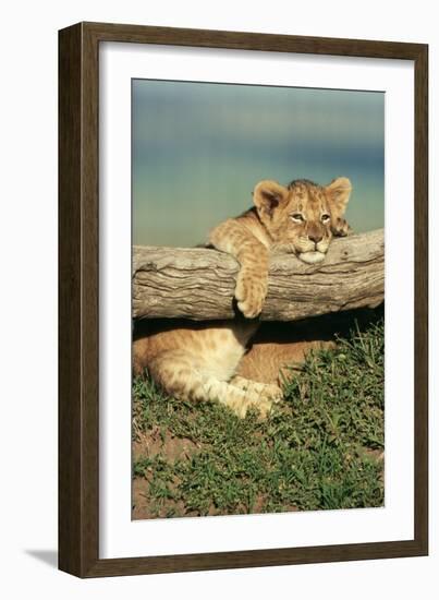 Lion Cub on Log-null-Framed Photographic Print