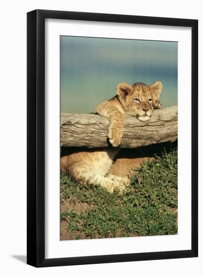 Lion Cub on Log-null-Framed Photographic Print