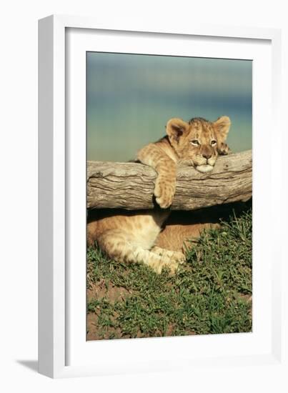 Lion Cub on Log-null-Framed Photographic Print