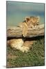 Lion Cub on Log-null-Mounted Photographic Print
