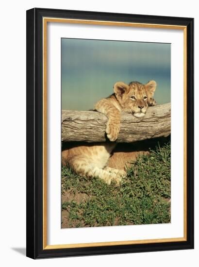 Lion Cub on Log-null-Framed Photographic Print