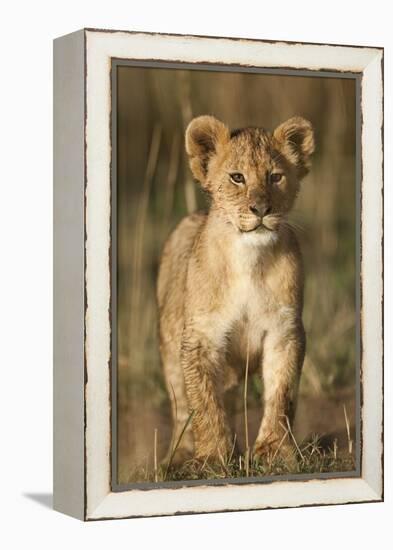 Lion Cub on Savanna in Masai Mara National Reserve-Paul Souders-Framed Premier Image Canvas