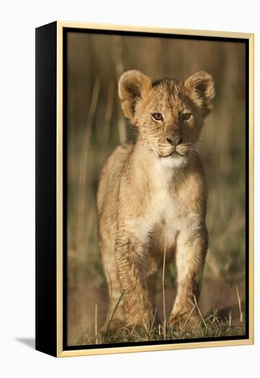 Lion Cub on Savanna in Masai Mara National Reserve-Paul Souders-Framed Premier Image Canvas