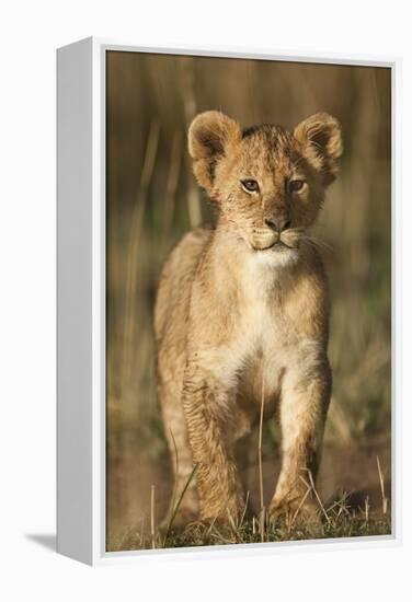 Lion Cub on Savanna in Masai Mara National Reserve-Paul Souders-Framed Premier Image Canvas