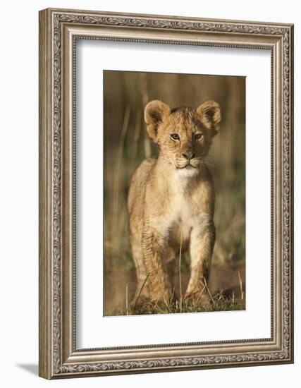 Lion Cub on Savanna in Masai Mara National Reserve-Paul Souders-Framed Photographic Print