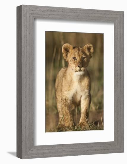 Lion Cub on Savanna in Masai Mara National Reserve-Paul Souders-Framed Photographic Print