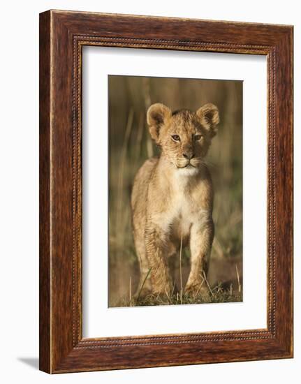 Lion Cub on Savanna in Masai Mara National Reserve-Paul Souders-Framed Photographic Print
