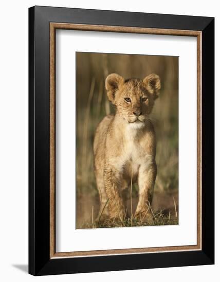 Lion Cub on Savanna in Masai Mara National Reserve-Paul Souders-Framed Photographic Print