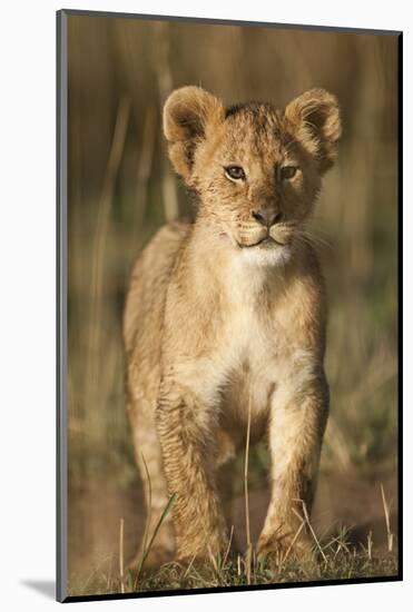 Lion Cub on Savanna in Masai Mara National Reserve-Paul Souders-Mounted Photographic Print