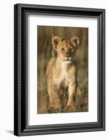 Lion Cub on Savanna in Masai Mara National Reserve-Paul Souders-Framed Photographic Print